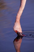 Lesser flamingo - Kenya flamingo,flamingos,bird,birds,Lesser flamingo,Phoenicopterus minor,Ciconiiformes,Herons Ibises Storks and Vultures,Flamingos,Phoenicopteriformes,Chordates,Chordata,Phoenicopteridae,Aves,Birds,Flamenco