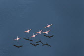 Lesser flamingos flock in their thousands, known as a flamboyance - Kenya flamingo,flamingos,bird,birds,Lesser flamingo,Phoenicopterus minor,Ciconiiformes,Herons Ibises Storks and Vultures,Flamingos,Phoenicopteriformes,Chordates,Chordata,Phoenicopteridae,Aves,Birds,Flamenco