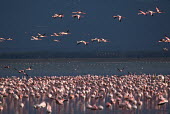 A flamboyance of lesser flamingos - Kenya flamingo,flamingos,bird,birds,Lesser flamingo,Phoenicopterus minor,Ciconiiformes,Herons Ibises Storks and Vultures,Flamingos,Phoenicopteriformes,Chordates,Chordata,Phoenicopteridae,Aves,Birds,Flamenco