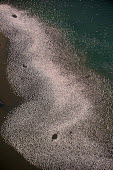 Lesser flamingos flock in their thousands, known as a flamboyance - Kenya flamingo,flamingos,bird,birds,Lesser flamingo,Phoenicopterus minor,Ciconiiformes,Herons Ibises Storks and Vultures,Flamingos,Phoenicopteriformes,Chordates,Chordata,Phoenicopteridae,Aves,Birds,Flamenco