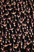 Lesser flamingos flock in their thousands, known as a flamboyance - Kenya flamingo,flamingos,bird,birds,Lesser flamingo,Phoenicopterus minor,Ciconiiformes,Herons Ibises Storks and Vultures,Flamingos,Phoenicopteriformes,Chordates,Chordata,Phoenicopteridae,Aves,Birds,Flamenco