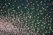 Lesser flamingos flock in their thousands, known as a flamboyance - Kenya Martin Harvey flamingo,flamingos,bird,birds,Lesser flamingo,Phoenicopterus minor,Ciconiiformes,Herons Ibises Storks and Vultures,Flamingos,Phoenicopteriformes,Chordates,Chordata,Phoenicopteridae,Aves,Birds,Flamenco Enano,Petit flamant,Flamant nain,Carnivorous,Wetlands,Salt marsh,Aquatic,minor,Animalia,Terrestrial,Appendix II,Near Threatened,Asia,Flying,Phoeniconaias,Africa,Europe,IUCN Red List