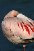 Lesser flamingo - Kenya flamingo,flamingos,bird,birds,Lesser flamingo,Phoenicopterus minor,Ciconiiformes,Herons Ibises Storks and Vultures,Flamingos,Phoenicopteriformes,Chordates,Chordata,Phoenicopteridae,Aves,Birds,Flamenco