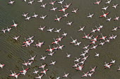 Lesser flamingos flock in their thousands, known as a flamboyance - Kenya flamingo,flamingos,bird,birds,Lesser flamingo,Phoenicopterus minor,Ciconiiformes,Herons Ibises Storks and Vultures,Flamingos,Phoenicopteriformes,Chordates,Chordata,Phoenicopteridae,Aves,Birds,Flamenco