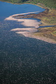 Lake shores of Nakuru and Bogoria filled with thousands of lesser flamingos - Kenya flamingo,flamingos,bird,birds,Lesser flamingo,Phoenicopterus minor,Ciconiiformes,Herons Ibises Storks and Vultures,Flamingos,Phoenicopteriformes,Chordates,Chordata,Phoenicopteridae,Aves,Birds,Flamenco