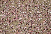 Lesser flamingos flock in their thousands, known as a flamboyance - Kenya flamingo,flamingos,bird,birds,Lesser flamingo,Phoenicopterus minor,Ciconiiformes,Herons Ibises Storks and Vultures,Flamingos,Phoenicopteriformes,Chordates,Chordata,Phoenicopteridae,Aves,Birds,Flamenco