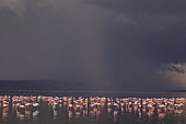 Lesser flamingos flock in their thousands, known as a flamboyance - Kenya flamingo,flamingos,bird,birds,Lesser flamingo,Phoenicopterus minor,Ciconiiformes,Herons Ibises Storks and Vultures,Flamingos,Phoenicopteriformes,Chordates,Chordata,Phoenicopteridae,Aves,Birds,Flamenco