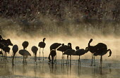 A flamboyance of lesser flamingos - Kenya flamingo,flamingos,bird,birds,Lesser flamingo,Phoenicopterus minor,Ciconiiformes,Herons Ibises Storks and Vultures,Flamingos,Phoenicopteriformes,Chordates,Chordata,Phoenicopteridae,Aves,Birds,Flamenco