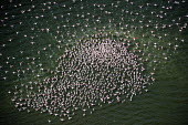 Lesser flamingos flock in their thousands, known as a flamboyance - Kenya flamingo,flamingos,bird,birds,Lesser flamingo,Phoenicopterus minor,Ciconiiformes,Herons Ibises Storks and Vultures,Flamingos,Phoenicopteriformes,Chordates,Chordata,Phoenicopteridae,Aves,Birds,Flamenco