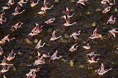 Lesser flamingos flock in their thousands, known as a flamboyance - Kenya flamingo,flamingos,bird,birds,Lesser flamingo,Phoenicopterus minor,Ciconiiformes,Herons Ibises Storks and Vultures,Flamingos,Phoenicopteriformes,Chordates,Chordata,Phoenicopteridae,Aves,Birds,Flamenco