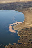 Lake shores of Nakuru and Bogoria filled with thousands of lesser flamingos - Kenya flamingo,flamingos,bird,birds,Lesser flamingo,Phoenicopterus minor,Ciconiiformes,Herons Ibises Storks and Vultures,Flamingos,Phoenicopteriformes,Chordates,Chordata,Phoenicopteridae,Aves,Birds,Flamenco