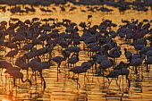 Lesser flamingos flock in their thousands, known as a flamboyance - Kenya flamingo,flamingos,bird,birds,Lesser flamingo,Phoenicopterus minor,Ciconiiformes,Herons Ibises Storks and Vultures,Flamingos,Phoenicopteriformes,Chordates,Chordata,Phoenicopteridae,Aves,Birds,Flamenco