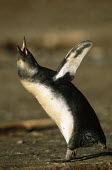 African penguins - South Africa penguin,aquatic bird,bird,birds,penguins,African penguin,Spheniscus demersus,Aves,Birds,Chordates,Chordata,Sphenisciformes,Penguins,Spheniscidae,jackass penguin,black-footed penguin,Pingüino del Cabo