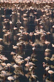 A flamboyance of lesser flamingos - Kenya flamingo,flamingos,bird,birds,Lesser flamingo,Phoenicopterus minor,Ciconiiformes,Herons Ibises Storks and Vultures,Flamingos,Phoenicopteriformes,Chordates,Chordata,Phoenicopteridae,Aves,Birds,Flamenco