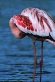 Lesser flamingo - Kenya flamingo,flamingos,bird,birds,Lesser flamingo,Phoenicopterus minor,Ciconiiformes,Herons Ibises Storks and Vultures,Flamingos,Phoenicopteriformes,Chordates,Chordata,Phoenicopteridae,Aves,Birds,Flamenco