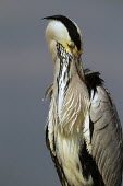 Grey heron - Africa heron,bird,birds,Grey heron,Ardea cinerea,Aves,Birds,Chordates,Chordata,Ciconiiformes,Herons Ibises Storks and Vultures,Herons, Bitterns,Ardeidae,Héron cendré,Animalia,Ardea,Flying,Temperate,Africa,