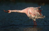 Lesser flamingo - Kenya flamingo,flamingos,bird,birds,Lesser flamingo,Phoenicopterus minor,Ciconiiformes,Herons Ibises Storks and Vultures,Flamingos,Phoenicopteriformes,Chordates,Chordata,Phoenicopteridae,Aves,Birds,Flamenco