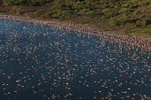 Lake shores of Nakuru and Bogoria filled with thousands of lesser flamingos - Kenya flamingo,flamingos,bird,birds,Lesser flamingo,Phoenicopterus minor,Ciconiiformes,Herons Ibises Storks and Vultures,Flamingos,Phoenicopteriformes,Chordates,Chordata,Phoenicopteridae,Aves,Birds,Flamenco