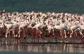 A flamboyance of lesser flamingos - Kenya flamingo,flamingos,bird,birds,Lesser flamingo,Phoenicopterus minor,Ciconiiformes,Herons Ibises Storks and Vultures,Flamingos,Phoenicopteriformes,Chordates,Chordata,Phoenicopteridae,Aves,Birds,Flamenco