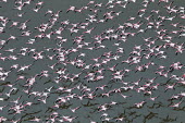 Lesser flamingos flock in their thousands, known as a flamboyance - Kenya flamingo,flamingos,bird,birds,Lesser flamingo,Phoenicopterus minor,Ciconiiformes,Herons Ibises Storks and Vultures,Flamingos,Phoenicopteriformes,Chordates,Chordata,Phoenicopteridae,Aves,Birds,Flamenco