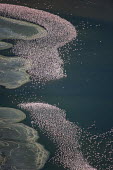 Lake shores of Nakuru and Bogoria filled with thousands of lesser flamingos - Kenya flamingo,flamingos,bird,birds,Lesser flamingo,Phoenicopterus minor,Ciconiiformes,Herons Ibises Storks and Vultures,Flamingos,Phoenicopteriformes,Chordates,Chordata,Phoenicopteridae,Aves,Birds,Flamenco