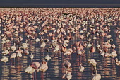 Lesser flamingos flock in their thousands, known as a flamboyance - Kenya flamingo,flamingos,bird,birds,Lesser flamingo,Phoenicopterus minor,Ciconiiformes,Herons Ibises Storks and Vultures,Flamingos,Phoenicopteriformes,Chordates,Chordata,Phoenicopteridae,Aves,Birds,Flamenco