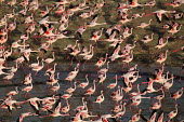 Lesser flamingos flock in their thousands, known as a flamboyance - Kenya flamingo,flamingos,bird,birds,Lesser flamingo,Phoenicopterus minor,Ciconiiformes,Herons Ibises Storks and Vultures,Flamingos,Phoenicopteriformes,Chordates,Chordata,Phoenicopteridae,Aves,Birds,Flamenco