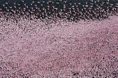 Lesser flamingos flock in their thousands, known as a flamboyance - Kenya flamingo,flamingos,bird,birds,Lesser flamingo,Phoenicopterus minor,Ciconiiformes,Herons Ibises Storks and Vultures,Flamingos,Phoenicopteriformes,Chordates,Chordata,Phoenicopteridae,Aves,Birds,Flamenco