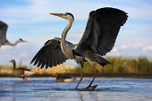 Grey heron - Africa heron,bird,birds,Grey heron,Ardea cinerea,Aves,Birds,Chordates,Chordata,Ciconiiformes,Herons Ibises Storks and Vultures,Herons, Bitterns,Ardeidae,Héron cendré,Animalia,Ardea,Flying,Temperate,Africa,