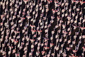 Lesser flamingos flock in their thousands, known as a flamboyance - Kenya flamingo,flamingos,bird,birds,Lesser flamingo,Phoenicopterus minor,Ciconiiformes,Herons Ibises Storks and Vultures,Flamingos,Phoenicopteriformes,Chordates,Chordata,Phoenicopteridae,Aves,Birds,Flamenco