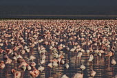 Lesser flamingos flock in their thousands, known as a flamboyance - Kenya flamingo,flamingos,bird,birds,Lesser flamingo,Phoenicopterus minor,Ciconiiformes,Herons Ibises Storks and Vultures,Flamingos,Phoenicopteriformes,Chordates,Chordata,Phoenicopteridae,Aves,Birds,Flamenco