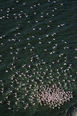 Lesser flamingos flock in their thousands, known as a flamboyance - Kenya flamingo,flamingos,bird,birds,Lesser flamingo,Phoenicopterus minor,Ciconiiformes,Herons Ibises Storks and Vultures,Flamingos,Phoenicopteriformes,Chordates,Chordata,Phoenicopteridae,Aves,Birds,Flamenco