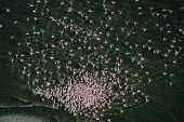 Lesser flamingos flock in their thousands, known as a flamboyance - Kenya flamingo,flamingos,bird,birds,Lesser flamingo,Phoenicopterus minor,Ciconiiformes,Herons Ibises Storks and Vultures,Flamingos,Phoenicopteriformes,Chordates,Chordata,Phoenicopteridae,Aves,Birds,Flamenco