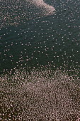 Lesser flamingos flock in their thousands, known as a flamboyance - Kenya flamingo,flamingos,bird,birds,Lesser flamingo,Phoenicopterus minor,Ciconiiformes,Herons Ibises Storks and Vultures,Flamingos,Phoenicopteriformes,Chordates,Chordata,Phoenicopteridae,Aves,Birds,Flamenco