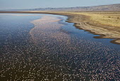 Lake shores of Nakuru and Bogoria filled with thousands of lesser flamingos - Kenya flamingo,flamingos,bird,birds,Lesser flamingo,Phoenicopterus minor,Ciconiiformes,Herons Ibises Storks and Vultures,Flamingos,Phoenicopteriformes,Chordates,Chordata,Phoenicopteridae,Aves,Birds,Flamenco