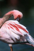 Lesser flamingo - Kenya flamingo,flamingos,bird,birds,Lesser flamingo,Phoenicopterus minor,Ciconiiformes,Herons Ibises Storks and Vultures,Flamingos,Phoenicopteriformes,Chordates,Chordata,Phoenicopteridae,Aves,Birds,Flamenco