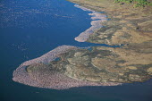 Lake shores of Nakuru and Bogoria filled with thousands of lesser flamingos - Kenya flamingo,flamingos,bird,birds,Lesser flamingo,Phoenicopterus minor,Ciconiiformes,Herons Ibises Storks and Vultures,Flamingos,Phoenicopteriformes,Chordates,Chordata,Phoenicopteridae,Aves,Birds,Flamenco