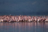 A flamboyance of lesser flamingos - Kenya flamingo,flamingos,bird,birds,Lesser flamingo,Phoenicopterus minor,Ciconiiformes,Herons Ibises Storks and Vultures,Flamingos,Phoenicopteriformes,Chordates,Chordata,Phoenicopteridae,Aves,Birds,Flamenco