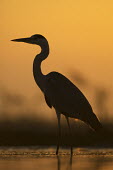 Grey heron at sunset - Africa heron,bird,birds,Grey heron,Ardea cinerea,Aves,Birds,Chordates,Chordata,Ciconiiformes,Herons Ibises Storks and Vultures,Herons, Bitterns,Ardeidae,Héron cendré,Animalia,Ardea,Flying,Temperate,Africa,