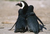 African penguins hugging each other - South Africa penguin,aquatic bird,bird,birds,penguins,African penguin,Spheniscus demersus,Aves,Birds,Chordates,Chordata,Sphenisciformes,Penguins,Spheniscidae,jackass penguin,black-footed penguin,Pingüino del Cabo