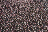 Lesser flamingos flock in their thousands, known as a flamboyance - Kenya flamingo,flamingos,bird,birds,Lesser flamingo,Phoenicopterus minor,Ciconiiformes,Herons Ibises Storks and Vultures,Flamingos,Phoenicopteriformes,Chordates,Chordata,Phoenicopteridae,Aves,Birds,Flamenco