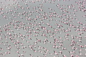 Lesser flamingos flock in their thousands, known as a flamboyance - Kenya flamingo,flamingos,bird,birds,Lesser flamingo,Phoenicopterus minor,Ciconiiformes,Herons Ibises Storks and Vultures,Flamingos,Phoenicopteriformes,Chordates,Chordata,Phoenicopteridae,Aves,Birds,Flamenco