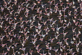 Lesser flamingos flock in their thousands, known as a flamboyance - Kenya flamingo,flamingos,bird,birds,Lesser flamingo,Phoenicopterus minor,Ciconiiformes,Herons Ibises Storks and Vultures,Flamingos,Phoenicopteriformes,Chordates,Chordata,Phoenicopteridae,Aves,Birds,Flamenco