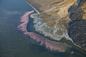 Lake shores of Nakuru and Bogoria filled with thousands of lesser flamingos - Kenya flamingo,flamingos,bird,birds,Lesser flamingo,Phoenicopterus minor,Ciconiiformes,Herons Ibises Storks and Vultures,Flamingos,Phoenicopteriformes,Chordates,Chordata,Phoenicopteridae,Aves,Birds,Flamenco