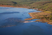 Lake shores of Nakuru and Bogoria filled with thousands of lesser flamingos - Kenya flamingo,flamingos,bird,birds,Lesser flamingo,Phoenicopterus minor,Ciconiiformes,Herons Ibises Storks and Vultures,Flamingos,Phoenicopteriformes,Chordates,Chordata,Phoenicopteridae,Aves,Birds,Flamenco