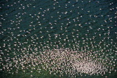 Lesser flamingos flock in their thousands, known as a flamboyance - Kenya flamingo,flamingos,bird,birds,Lesser flamingo,Phoenicopterus minor,Ciconiiformes,Herons Ibises Storks and Vultures,Flamingos,Phoenicopteriformes,Chordates,Chordata,Phoenicopteridae,Aves,Birds,Flamenco