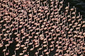 Lesser flamingos flock in their thousands, known as a flamboyance - Kenya flamingo,flamingos,bird,birds,Lesser flamingo,Phoenicopterus minor,Ciconiiformes,Herons Ibises Storks and Vultures,Flamingos,Phoenicopteriformes,Chordates,Chordata,Phoenicopteridae,Aves,Birds,Flamenco