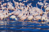 Lake shores of Nakuru and Bogoria filled with thousands of lesser flamingos - Kenya flamingo,flamingos,bird,birds,Lesser flamingo,Phoenicopterus minor,Ciconiiformes,Herons Ibises Storks and Vultures,Flamingos,Phoenicopteriformes,Chordates,Chordata,Phoenicopteridae,Aves,Birds,Flamenco