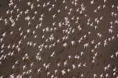 Lesser flamingos flock in their thousands, known as a flamboyance - Kenya flamingo,flamingos,bird,birds,Lesser flamingo,Phoenicopterus minor,Ciconiiformes,Herons Ibises Storks and Vultures,Flamingos,Phoenicopteriformes,Chordates,Chordata,Phoenicopteridae,Aves,Birds,Flamenco