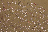 Lesser flamingos flock in their thousands, known as a flamboyance - Kenya flamingo,flamingos,bird,birds,Lesser flamingo,Phoenicopterus minor,Ciconiiformes,Herons Ibises Storks and Vultures,Flamingos,Phoenicopteriformes,Chordates,Chordata,Phoenicopteridae,Aves,Birds,Flamenco